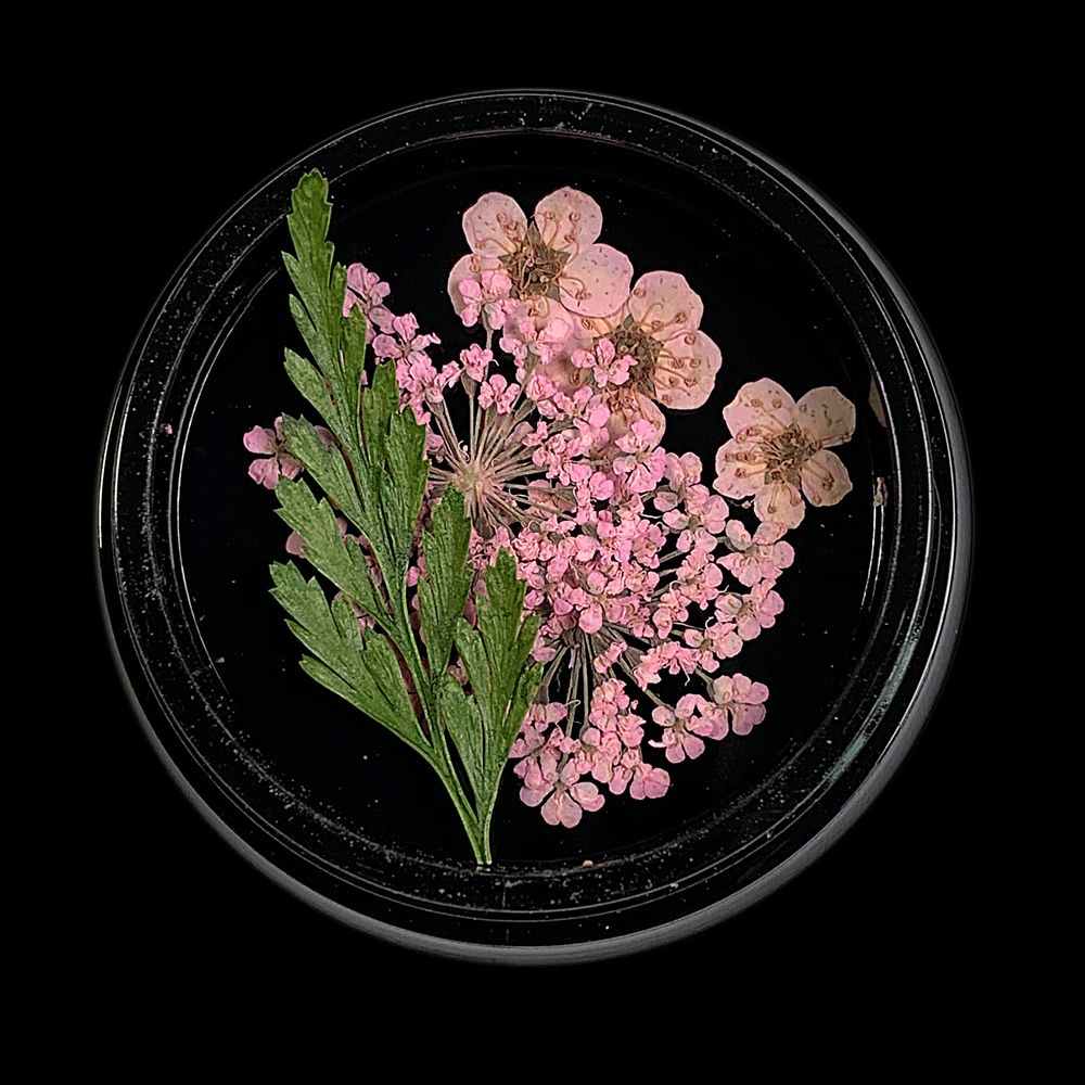 Pale Pink Dried Flowers