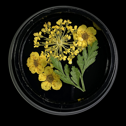 Yellow Dried Flowers